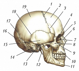 Кости черепа человека анатомия рисунок с подписями
